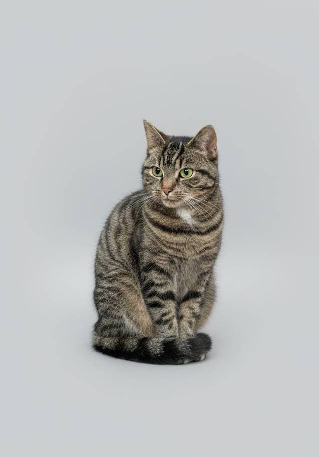 Dirkje - Team member slashslash